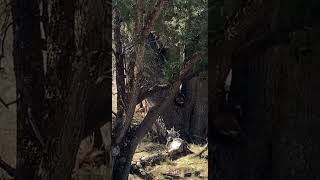 Coatimundi Playing In Chiricahua National Monument shorts [upl. by Ddot]