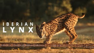 In the Realm of the Iberian Lynx Spains Majestic Wild Cat 4K [upl. by Sherri236]