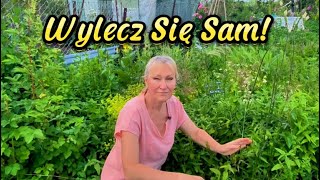 6 Ważnych Ziół Leczniczych Na Działkę 🌿 [upl. by Imogene]