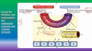 body fluids tissue fluid formation and edema [upl. by Byrd]