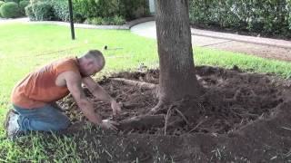 Tree Service Shreveport  Root Pruning and Girdled Roots [upl. by Shirl]