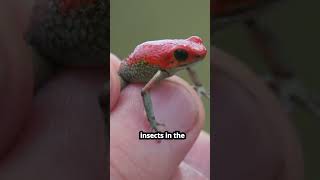 PART 3  Poison Dart Frog  Tiny Toxic  Rainforest Defense  Colorful Warningquot Amazon Frog [upl. by Airam]