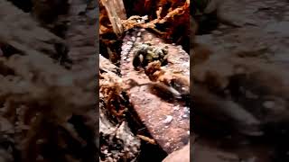 Springtail chasing off bigger bug Cute but braveterrarium [upl. by Lyrem597]