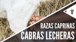 Las mejores cabras lecheras  Razas caprinas [upl. by Edelsten]