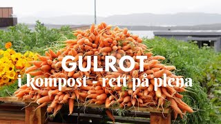 GULROT  I kompost  rett på plena [upl. by Lucier627]