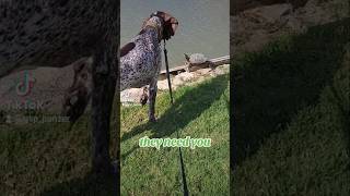 they need you German Shorthaired Pointer GSP 🐢👈🐶new shorts ytshorts viral viralshorts [upl. by Winonah921]