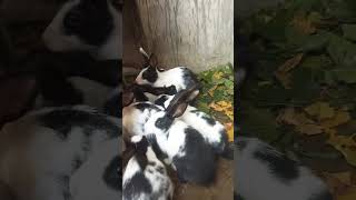 howtoearninrabbitfarming halloween petsvloganimalsinmyhousemeetmypets animals [upl. by Beshore]