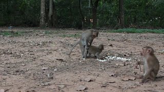 3 monkeys couple making love in this video what i have never seen before please watch to the end [upl. by Aridan]