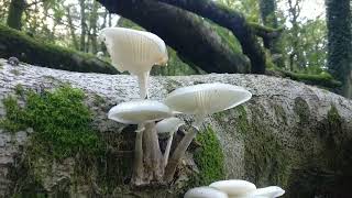 Porcelain Fungus Mucidula Mucida or Oudemansiella mucida  Edible [upl. by Zackariah]