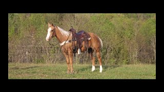 Golden Palomino 141HH Quarter Horse Gelding For Sale FamilyShowRanchRopingTrail [upl. by Pomfret526]