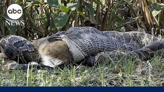 How Florida biologists discovered a Burmese python swallowing a fullygrown deer [upl. by Schnurr204]