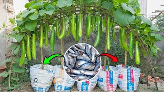 Grow gourds for high yield with fish fertilizerHow to plant gourd from seed to harvest for beginner [upl. by Sunda738]