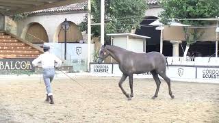 III CAMPEONATO ESPAÑA HISPANO ARABE 14 FIERA 50 [upl. by Arihsan]