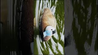 Whiteheaded duck [upl. by Arde]