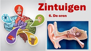 Zintuigen 6 De oren [upl. by Garretson]