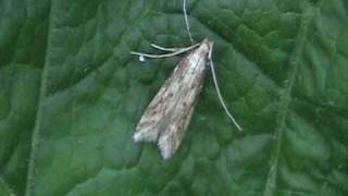 Tineid Moth Tineidae on Leaf [upl. by Kcirej]