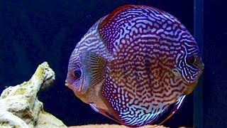 Couple Alert First Discus Pair In My Fish Tank  Juwel Rio 400 [upl. by Kaslik]