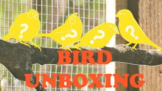 New Aviary Bird Unboxing [upl. by Yhtir479]