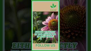 Growing Pinwheel Coneflower from Seeds plant garden plantcare gardening gardenplant [upl. by Aneerbas12]