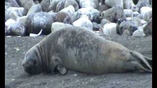 Focas y elefante marino en Isla Pinguino Antártida [upl. by Thorne]