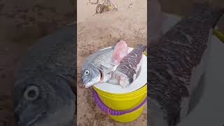 fishing صيدالسمك beach صيد اكسبلور [upl. by Namlaz]