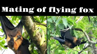 Mating of flying foxfruit bats  চম্পাবাঁদুরের মিলন nature mamals flyingfox wildlife mating [upl. by Noyk]