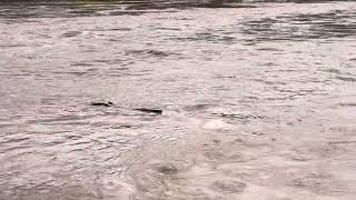 Epic flooding in Columbia SC on Congaree River after Hurricane Helene [upl. by Onairot652]