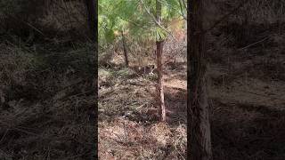 Old red coyote howling at me this morning coyote animaltraps [upl. by Gabriele]