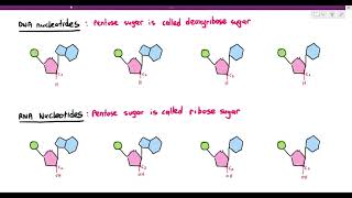 61 Nucleic Acids and Nucleotides Cambridge AS amp A Level Biology 9700 [upl. by Ydennek564]