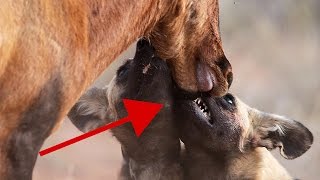 Rare  Wild Dog pack taking down a Red Hartebeest antelope  Footage from Tswalu Kalahari [upl. by Aivad]