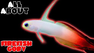 All About The Red FireFish Goby [upl. by Batha960]