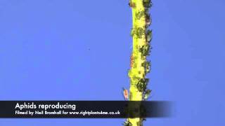 Aphids reproducing time lapse [upl. by Baskett]