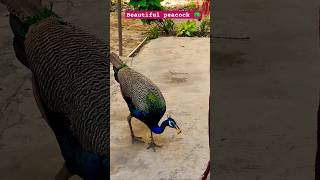 Peacock dance flute song viralshort birds mor animalsounds morlife nature discovermor [upl. by Brandy351]