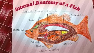 How to drawInternal Anatomy of a Fish 🐡diagram very easy way step by step [upl. by Bendicty]