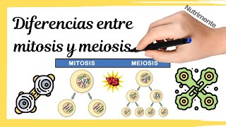 Diferencias entre MITOSIS y MEIOSIS [upl. by Milak]