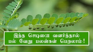 Keezhanelli Benefits in Tamil  Phyllanthus niruri Benefits [upl. by Leelah799]