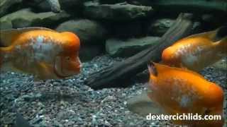 Monster Midas Cichlids Fighting  18 inches  Amphilophus citrinellus [upl. by Sparrow907]