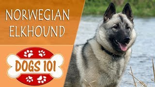 Dogs 101  NORWEGIAN ELKHOUND  Top Dog Facts About the NORWEGIAN ELKHOUND [upl. by Greenwood887]