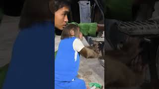 CUTIS is passionate about learningcutis monkey shortvideo [upl. by Oicor]