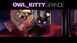 Thank U Next  starring my cat OwlKitty [upl. by Eelrebmik]