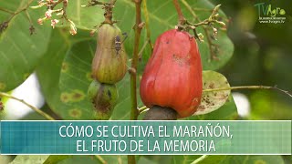 Como se cultiva el Marañon el fruto de la memoria  TvAgro por Juan Gonzalo Angel Restrepo [upl. by Enylrac]