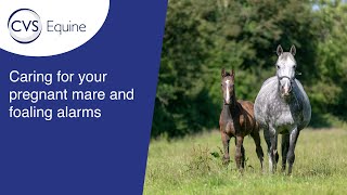 Caring for your Pregnant Mare amp Foaling Alarms [upl. by Ahsaercal]