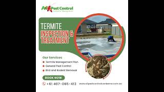 Are Termites Eating Away at Your Property [upl. by Ueihttam]