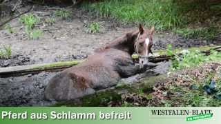 Feuerwehr zieht Pferd aus dem Schlamm [upl. by Nivel494]