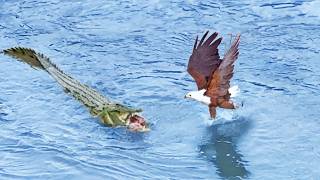 Eagle Steals from Crocodile Croc Steals it Back [upl. by Eileek]