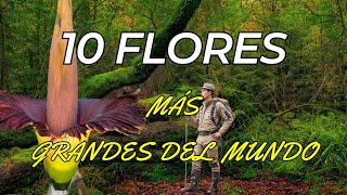 ✅ Exploración Floral  Descubre las 10 FLORES GIGANTES que te Dejarán sin Palabras [upl. by Nassi]