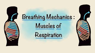 Muscles of Respiration  Breathing Mechanics  Respiratory Physiology [upl. by Oderfla642]