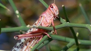 Swarm Of Locusts DEVOUR Everything In Their Path  Planet Earth  BBC Earth [upl. by Gladine]