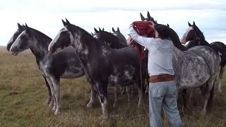 INCREIBLE TROPILLA ENTABLADA DE 10 CABALLOS  VENDIDA  WWWLOSEQUINOSCOM [upl. by Kowal854]