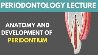 Anatomy And Development Of Structures Of Periodontium Complete Lecture  Dr Aqsa Islam Khattak [upl. by Hannahsohs]